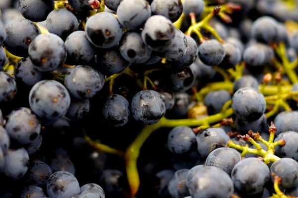 Din guide til vine fra Chile